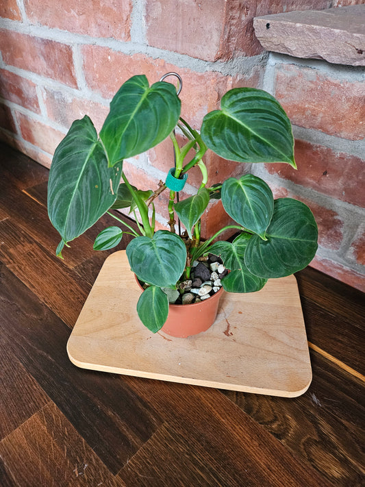 Philodendron Glorious Pflanze