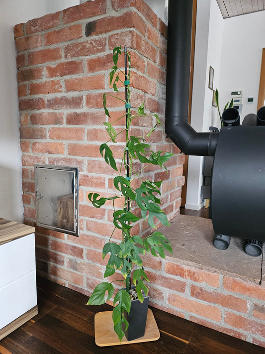 Rhaphidophora Tetrasperma XXL Pflanze