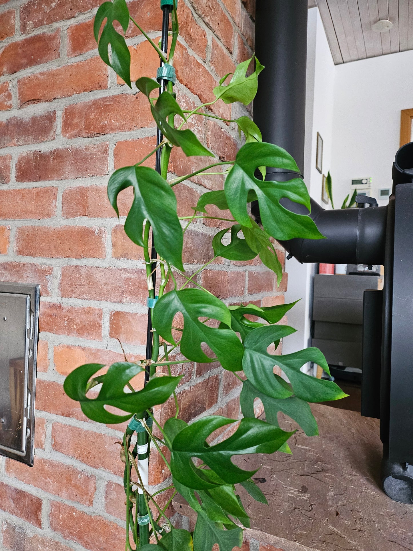 Rhaphidophora Tetrasperma XXL Pflanze