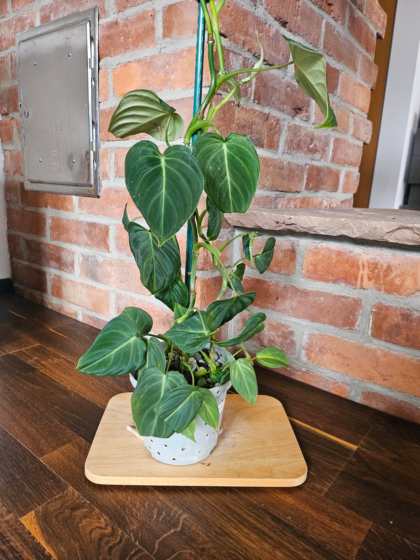 Philodendron Glorious Pflanze