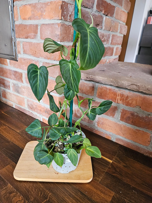 Philodendron Glorious Pflanze