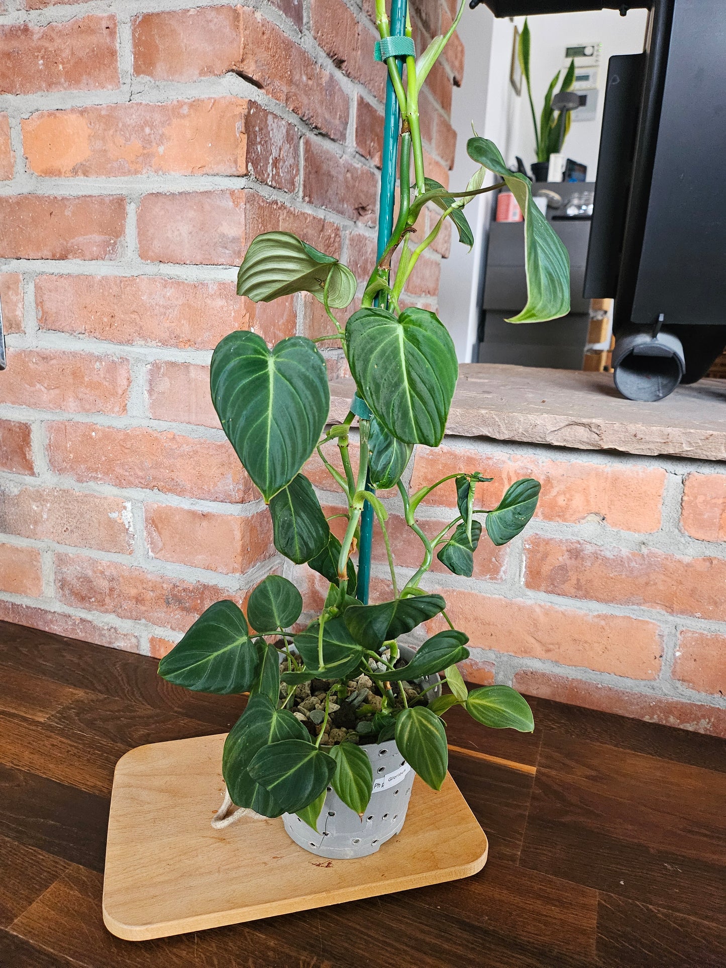 Philodendron Glorious Pflanze