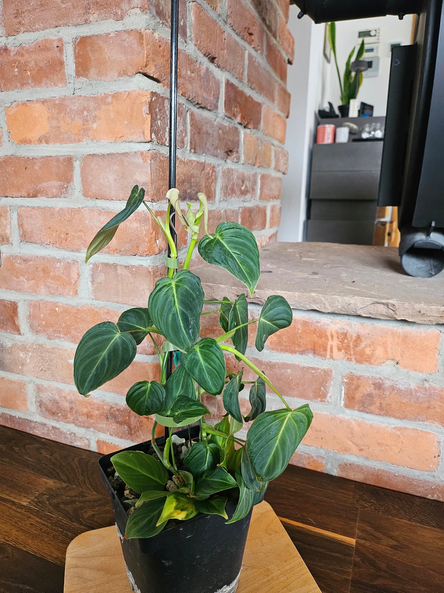 Philodendron Glorious Pflanze