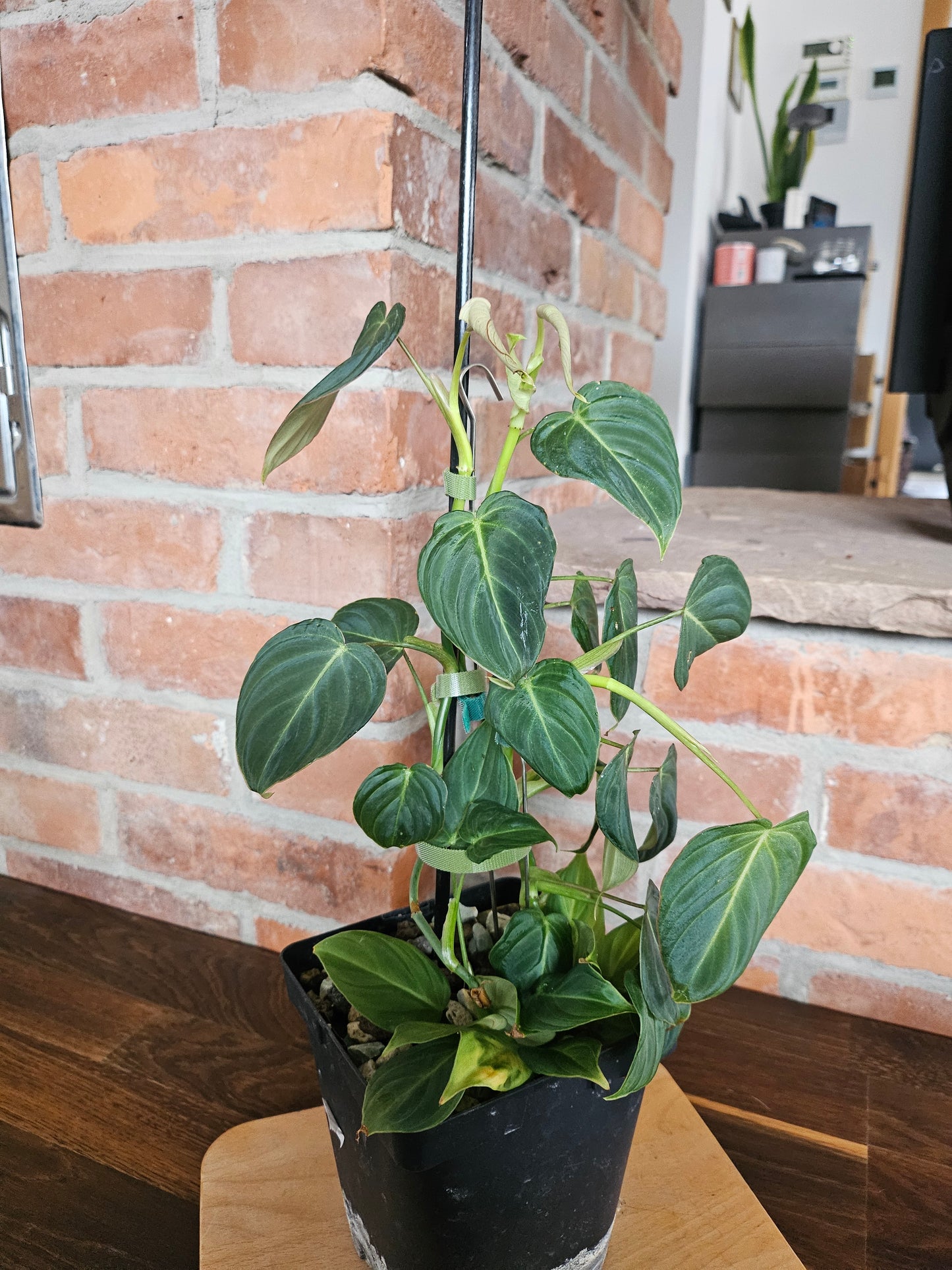 Philodendron Glorious Pflanze