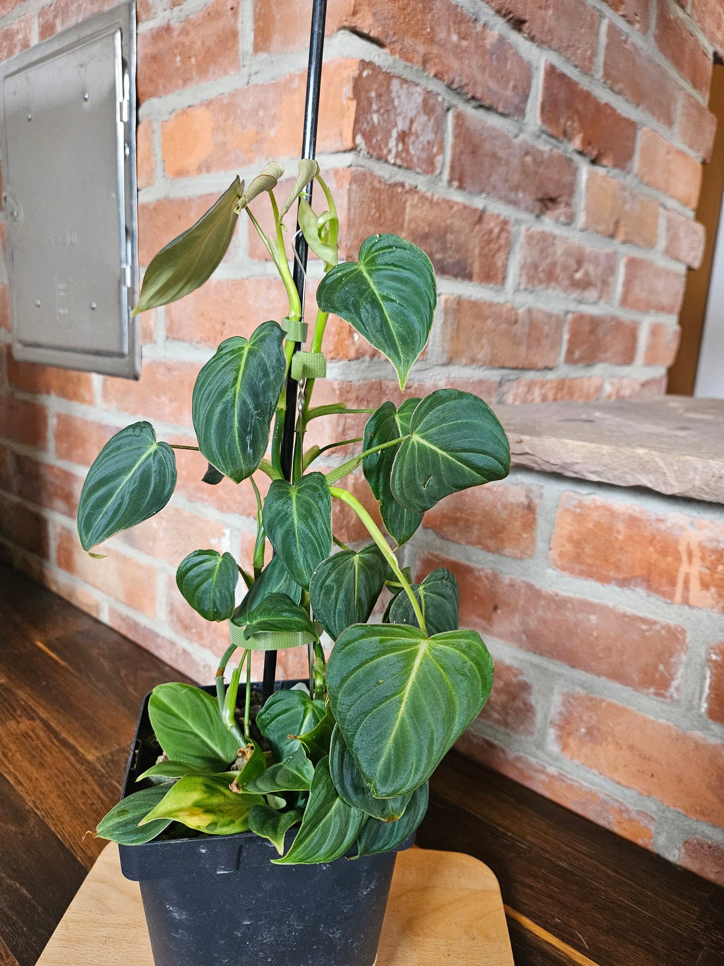 Philodendron Glorious Pflanze