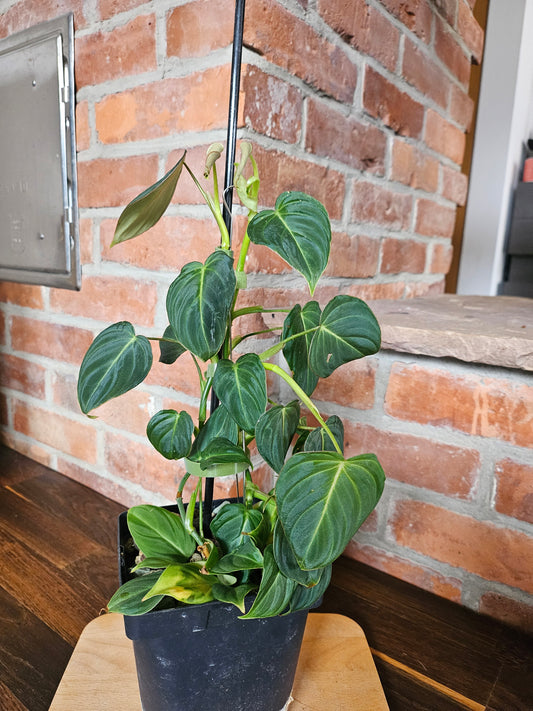 Philodendron Glorious Pflanze