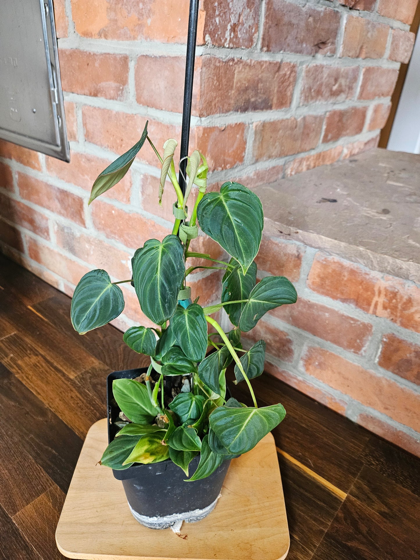 Philodendron Glorious Pflanze
