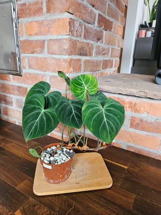 Philodendron Gloriosum Pflanze