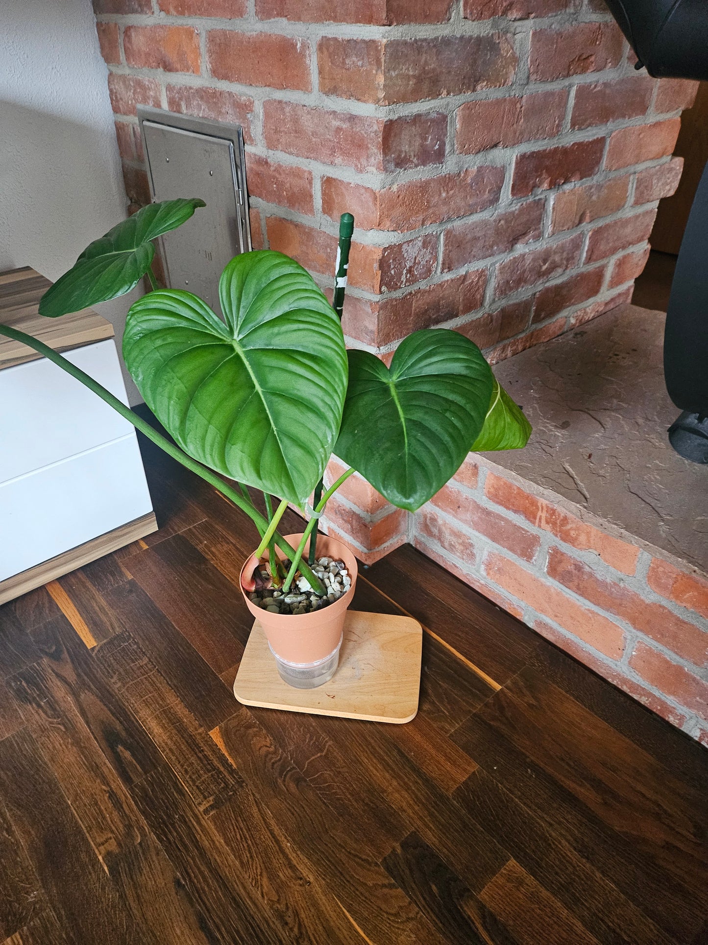 Philodendron Dean McDowell Pflanze