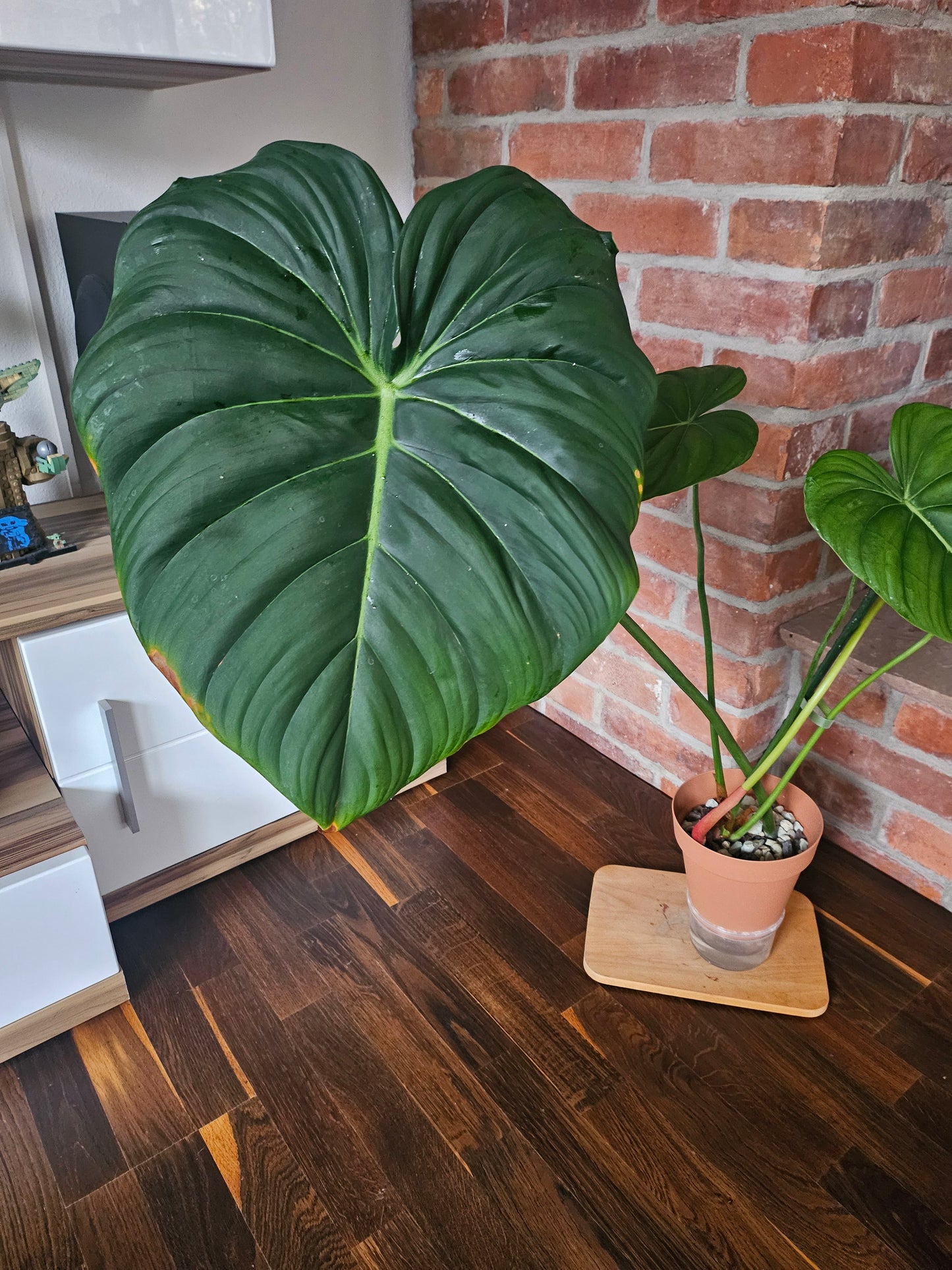 Philodendron Dean McDowell Pflanze