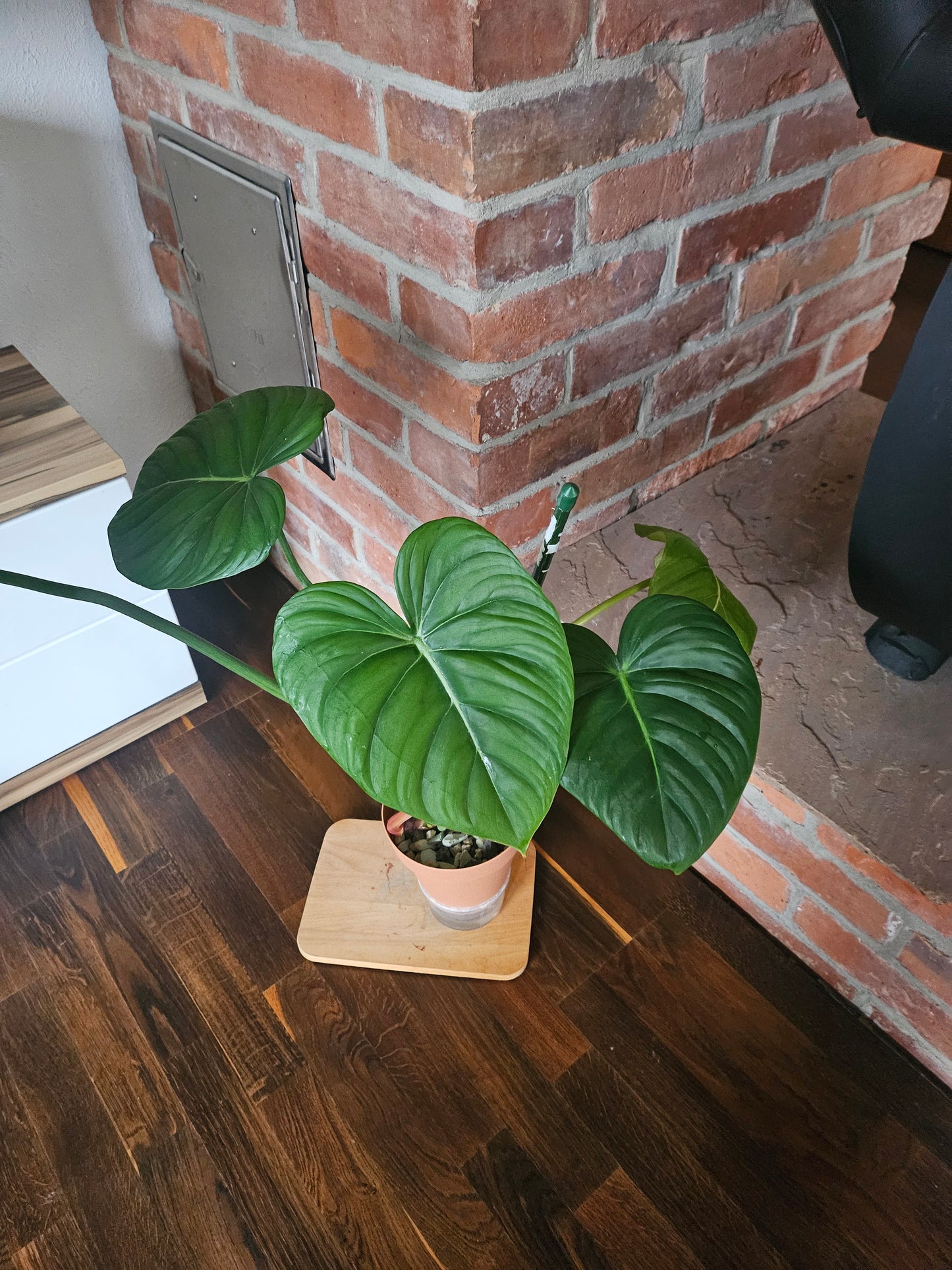 Philodendron Dean McDowell Pflanze