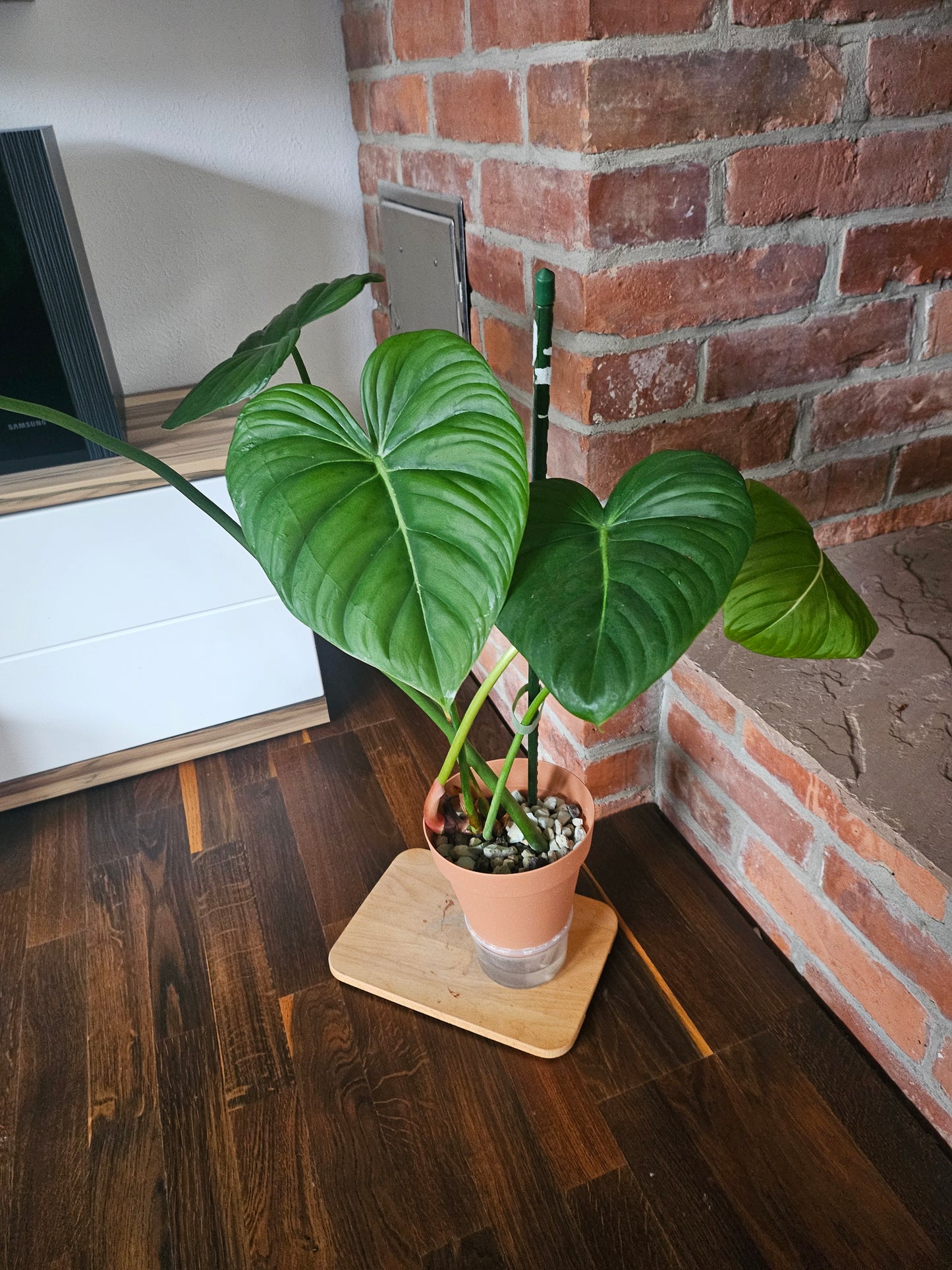 Philodendron Dean McDowell Pflanze