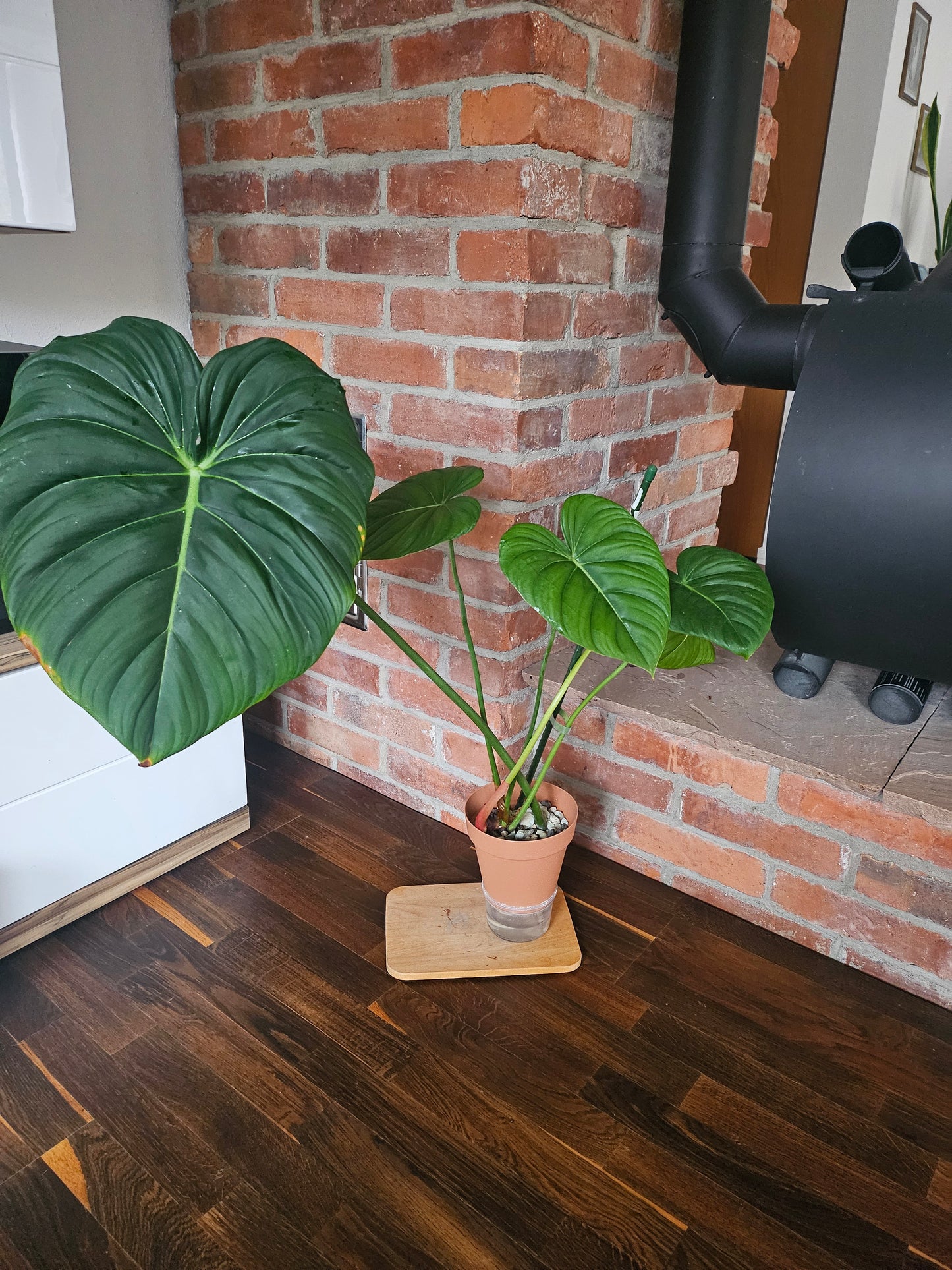Philodendron Dean McDowell Pflanze