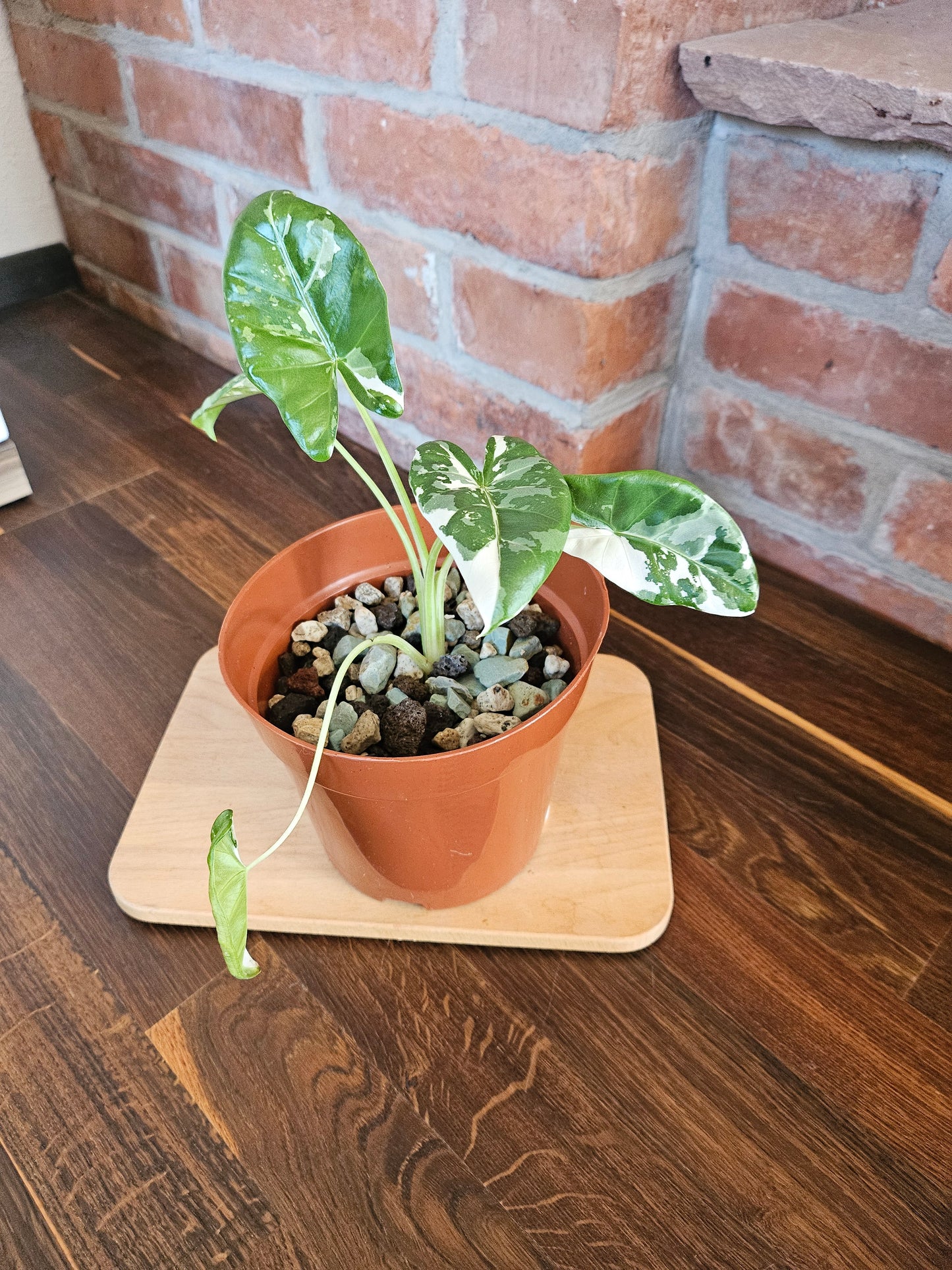 Alocasia Macrorrhiza variegata Pflanze