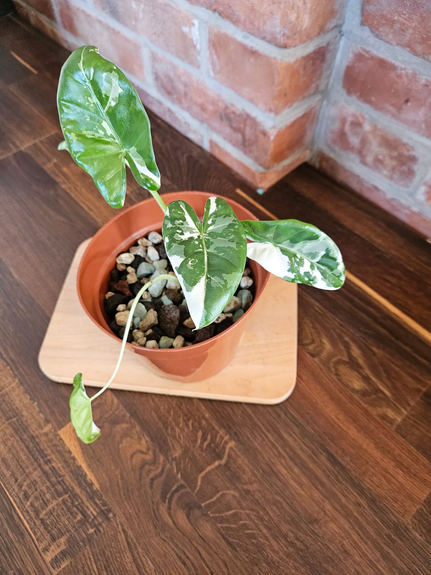 Alocasia Macrorrhiza variegata Pflanze