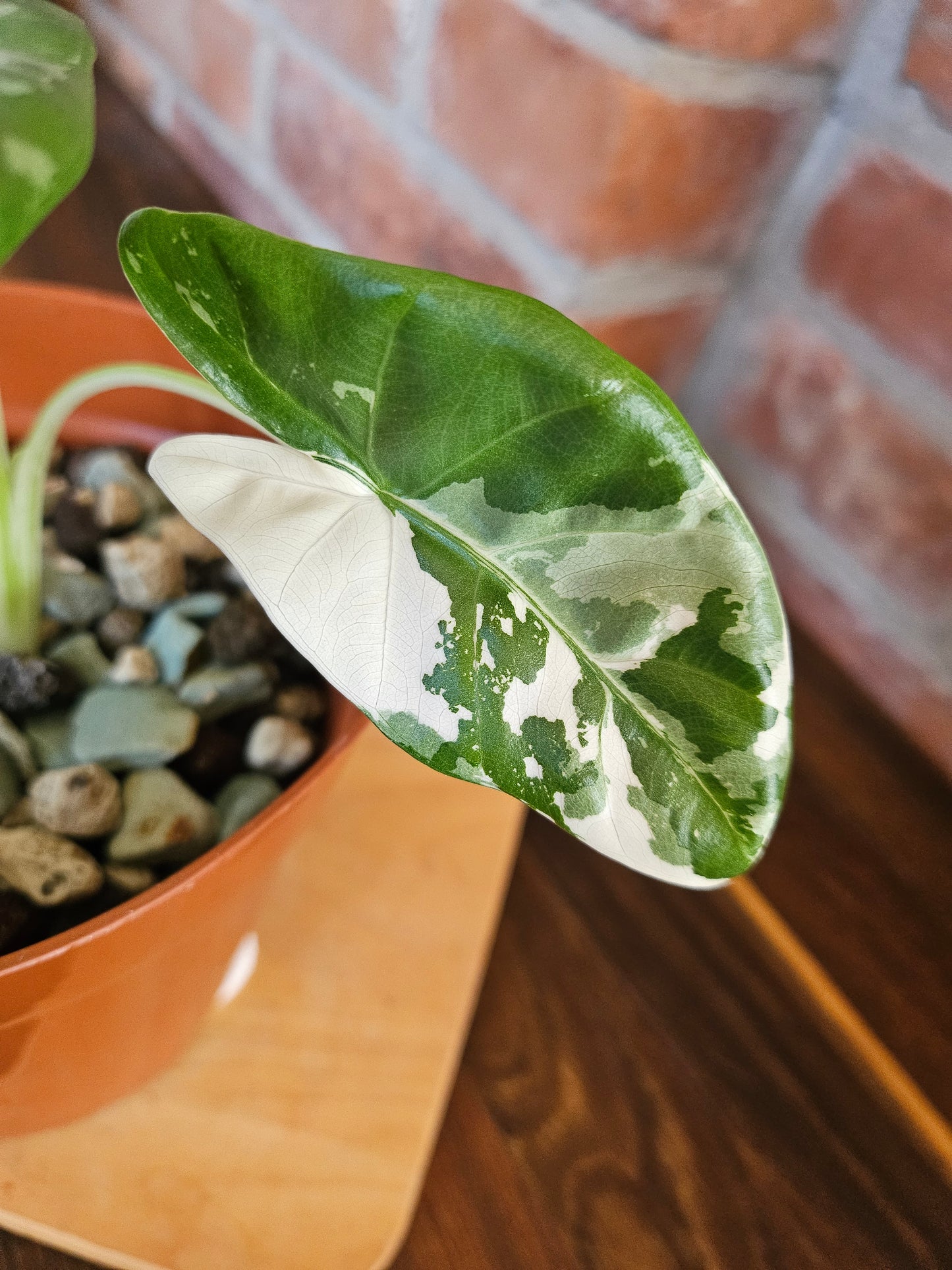 Alocasia Macrorrhiza variegata Pflanze