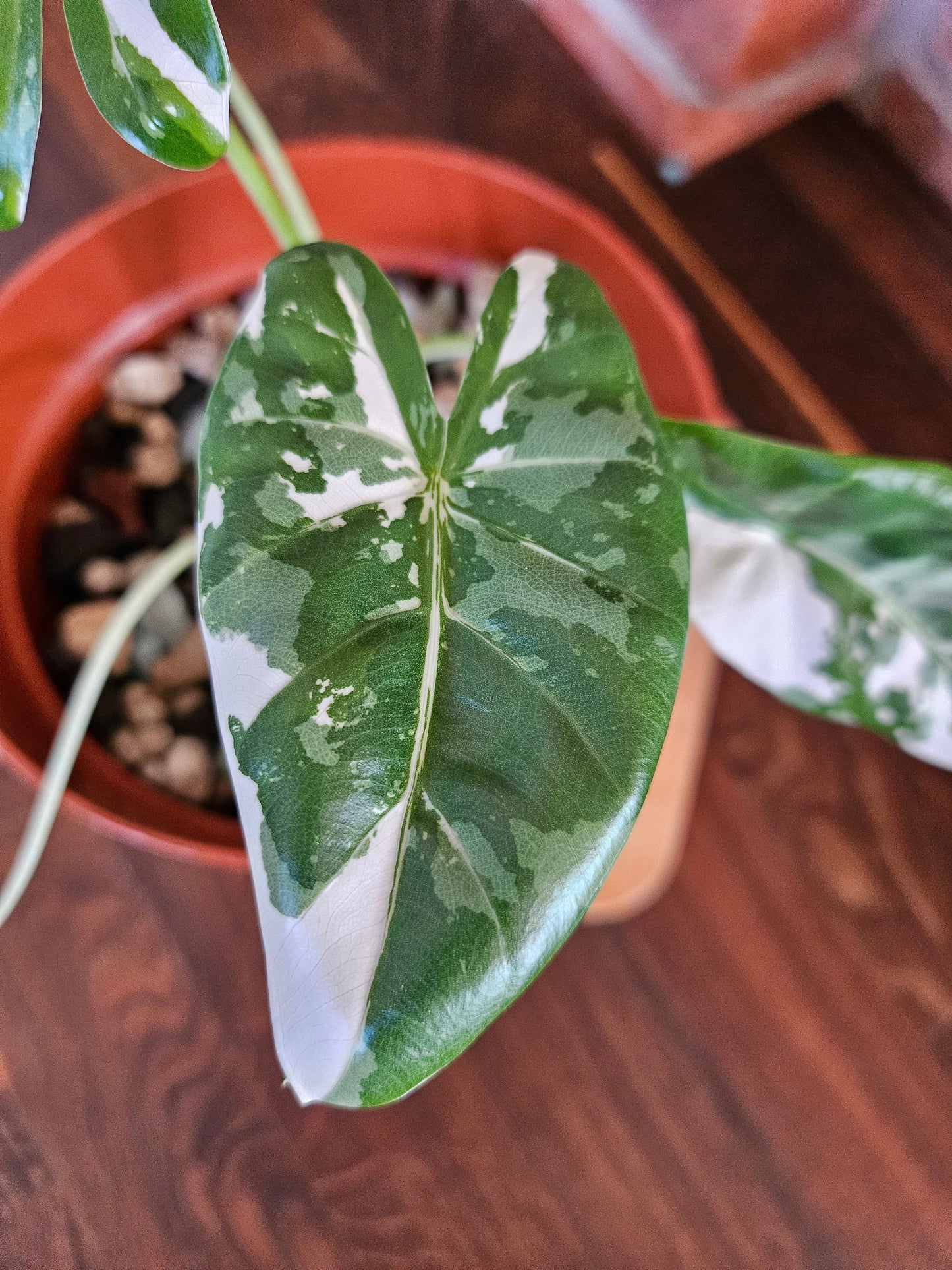 Alocasia Macrorrhiza variegata Pflanze