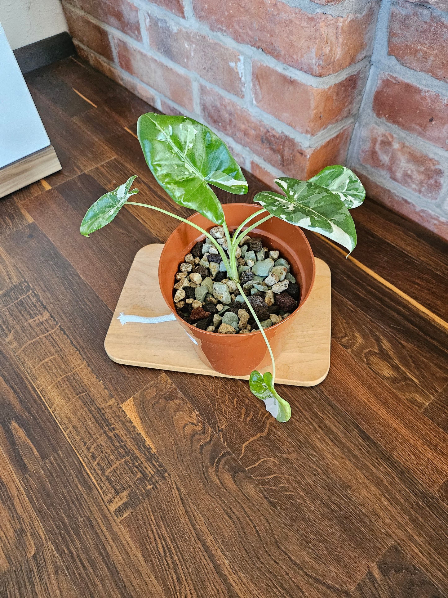 Alocasia Macrorrhiza variegata Pflanze