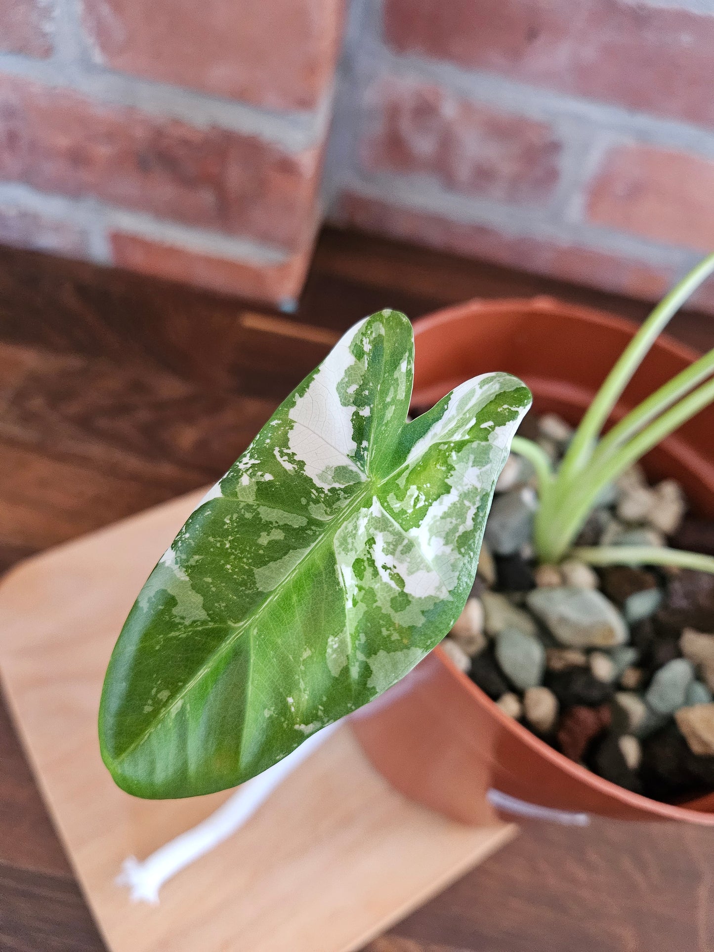Alocasia Macrorrhiza variegata Pflanze