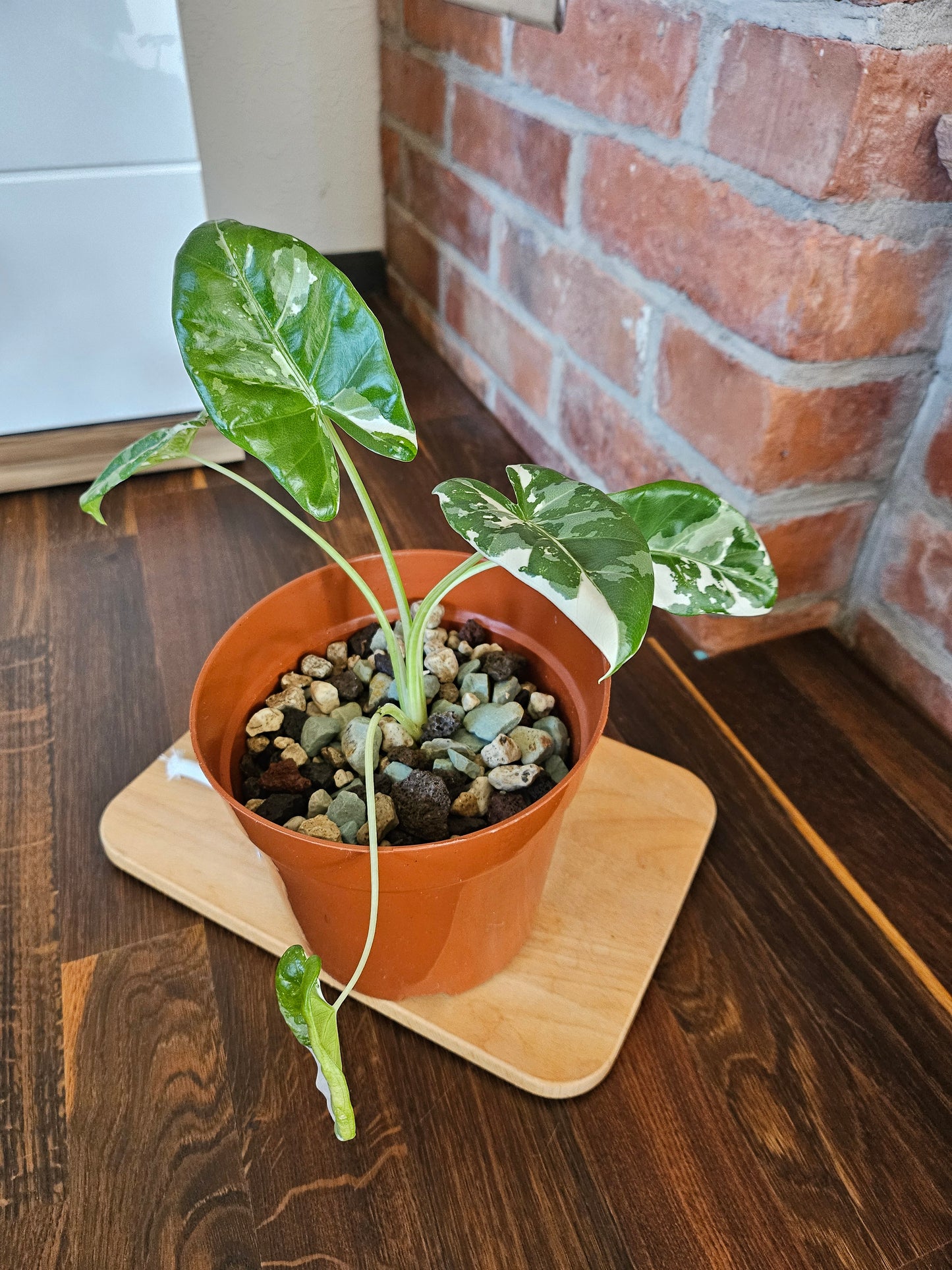 Alocasia Macrorrhiza variegata Pflanze