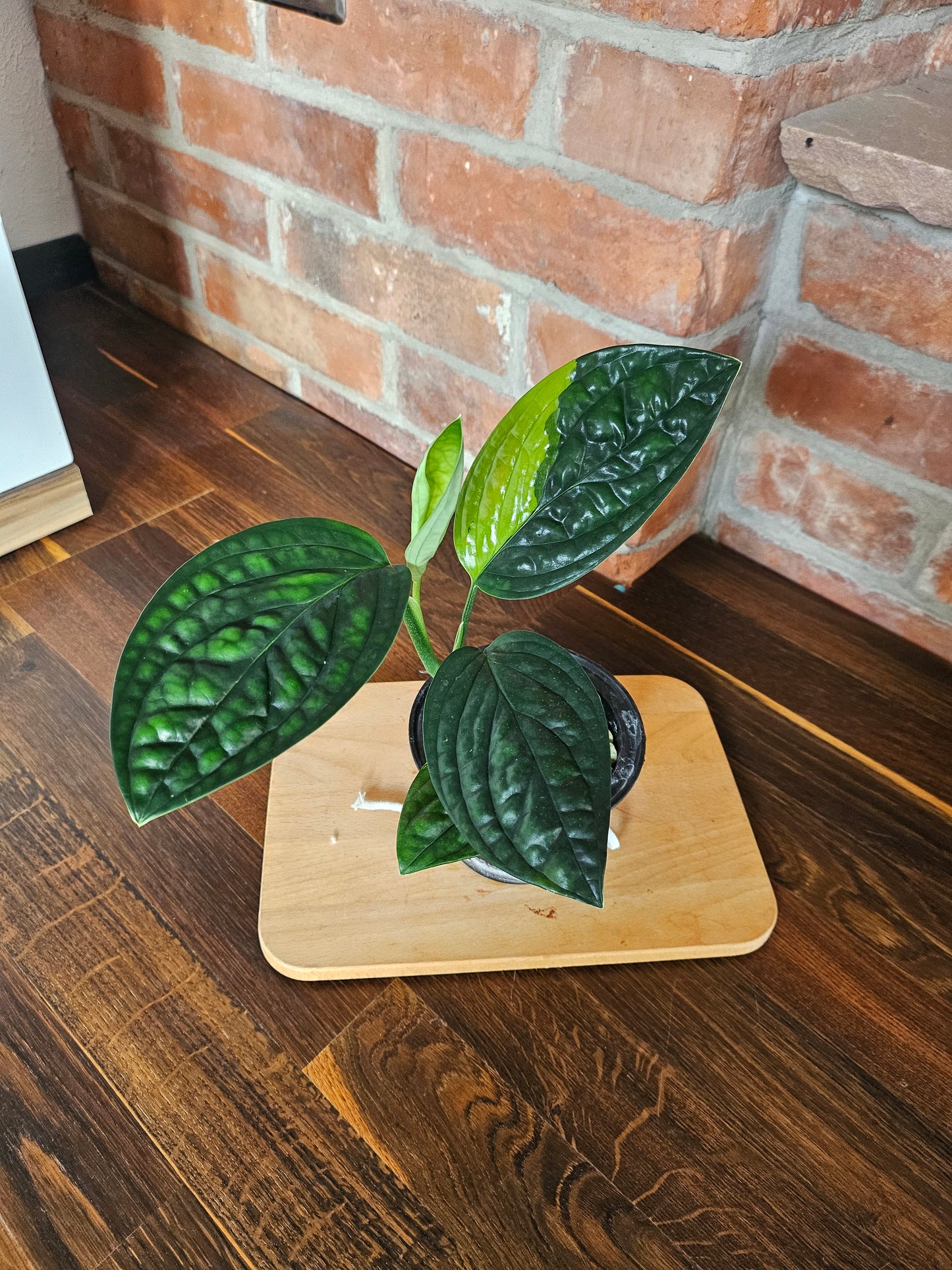 Monstera Karstenjanum peru variegata Pflanze