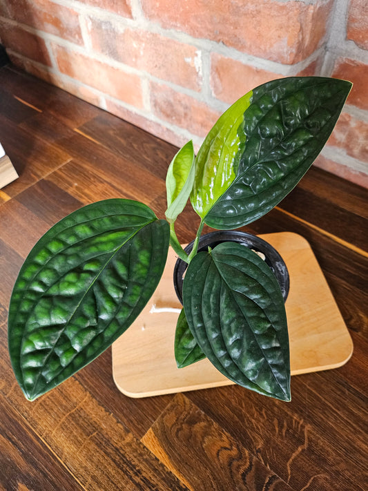 Monstera Karstenjanum peru variegata Pflanze