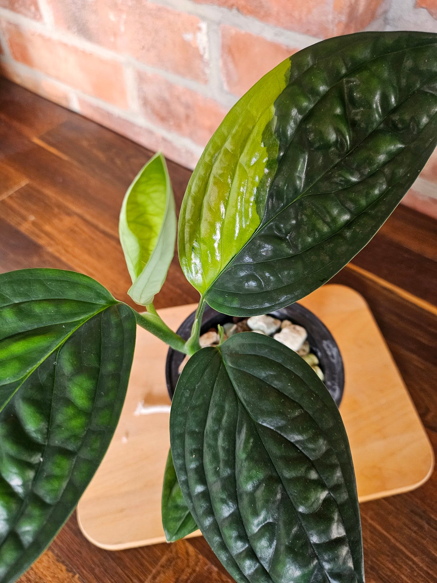 Monstera Karstenjanum peru variegata Pflanze