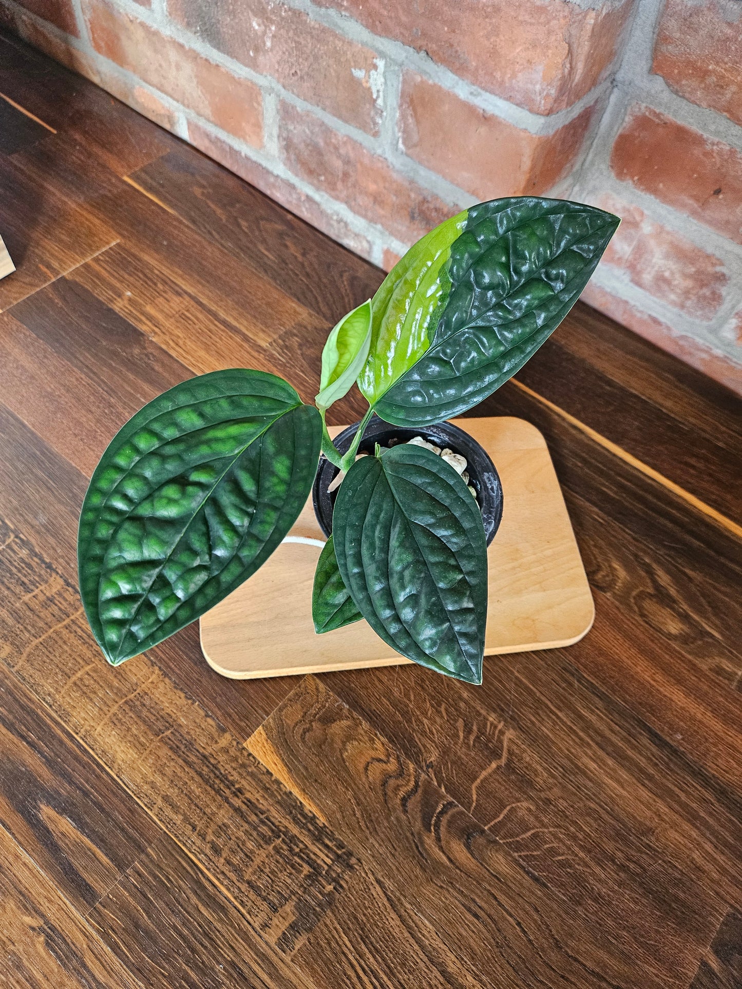 Monstera Karstenjanum peru variegata Pflanze