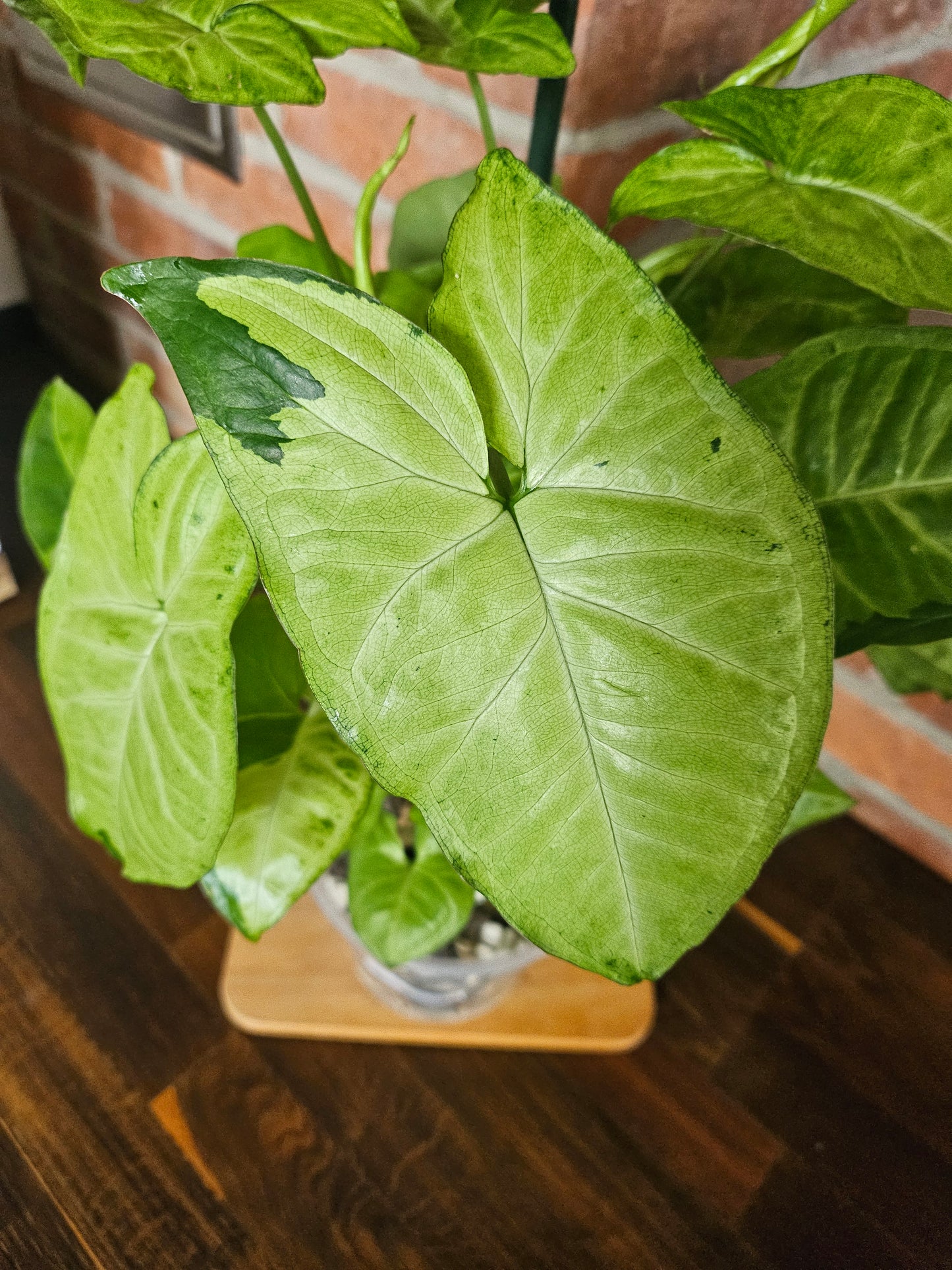 Syngonium panda white form white panda Pflanze