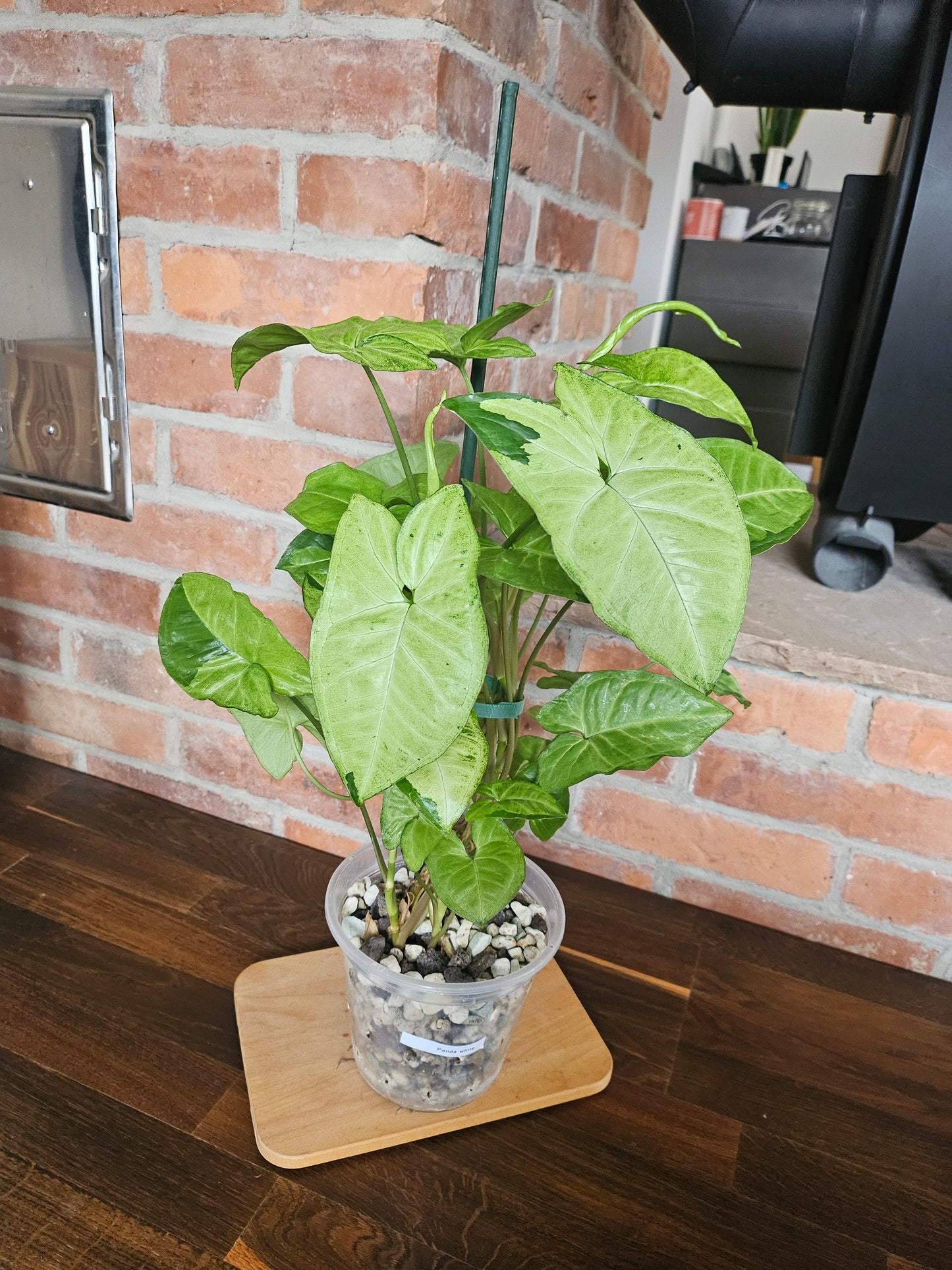 Syngonium panda white form white panda Pflanze