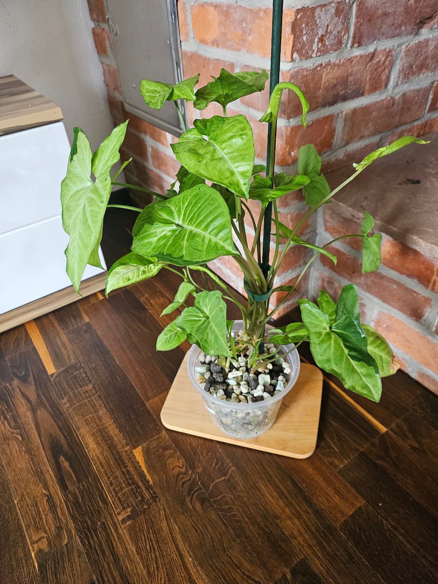 Syngonium panda white form white panda Pflanze