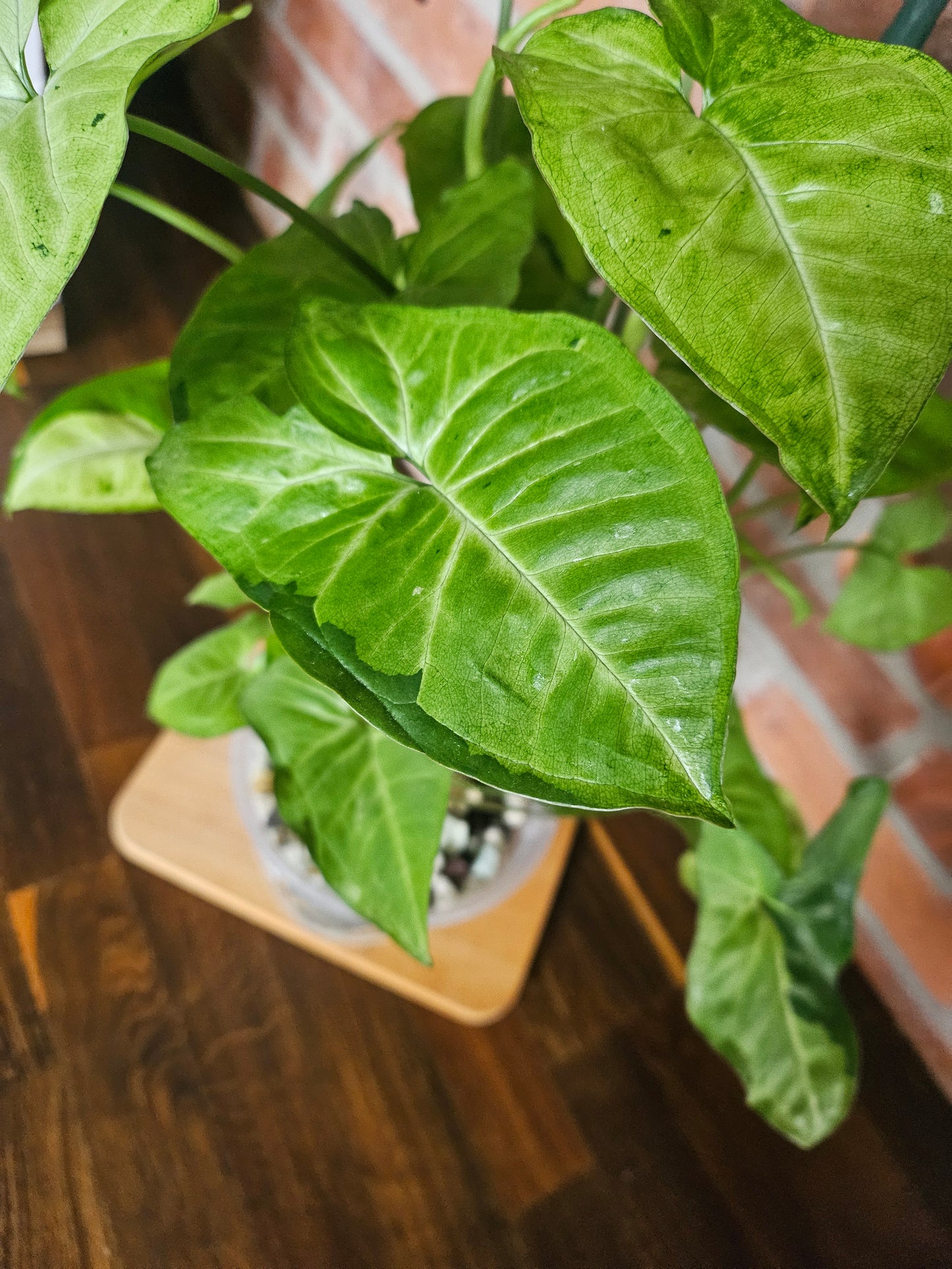 Syngonium panda white form white panda Pflanze