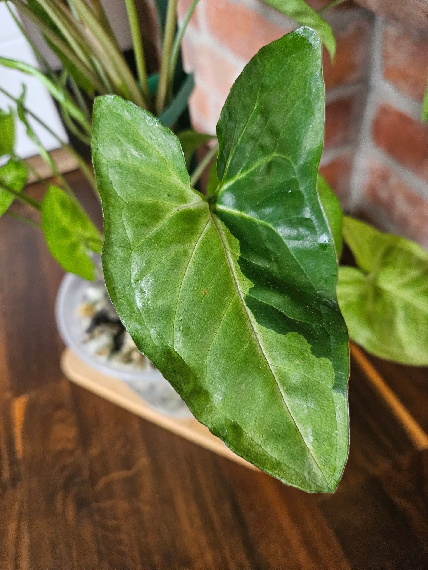 Syngonium panda white form white panda Pflanze
