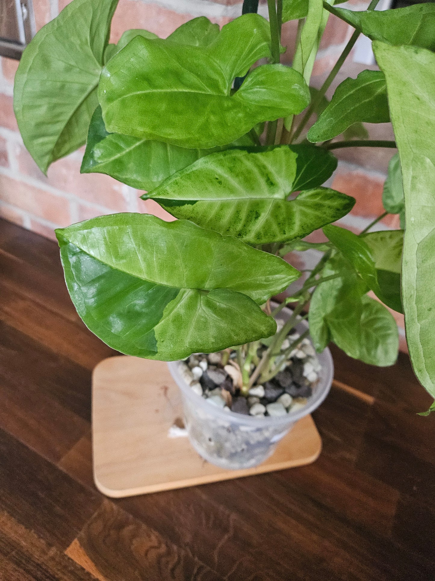Syngonium panda white form white panda Pflanze