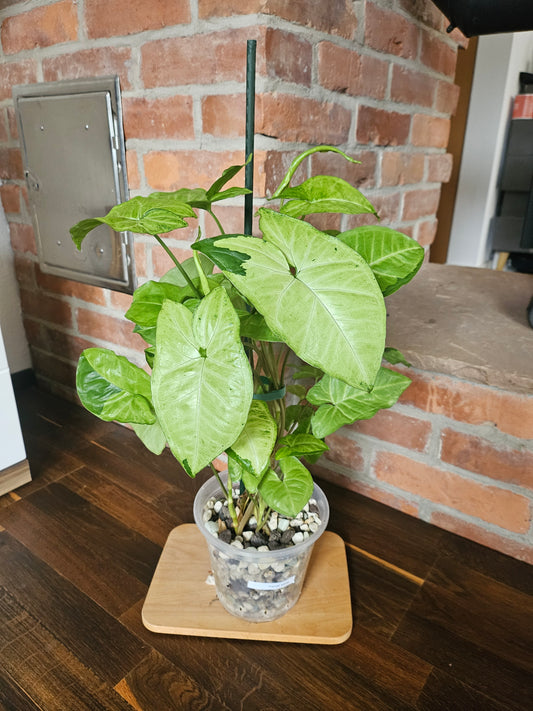 Syngonium panda white form white panda Pflanze