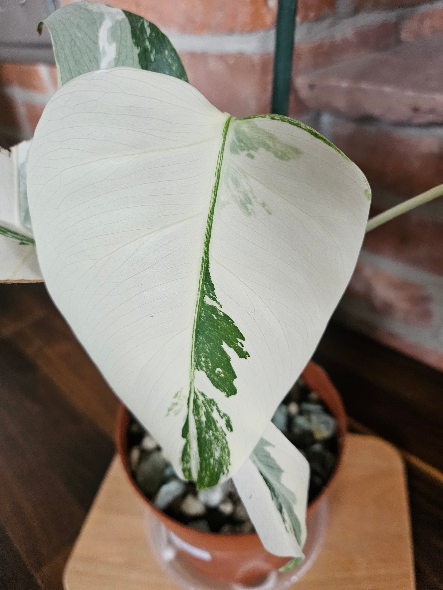 Monstera deliciosa variegata super white Pflanze