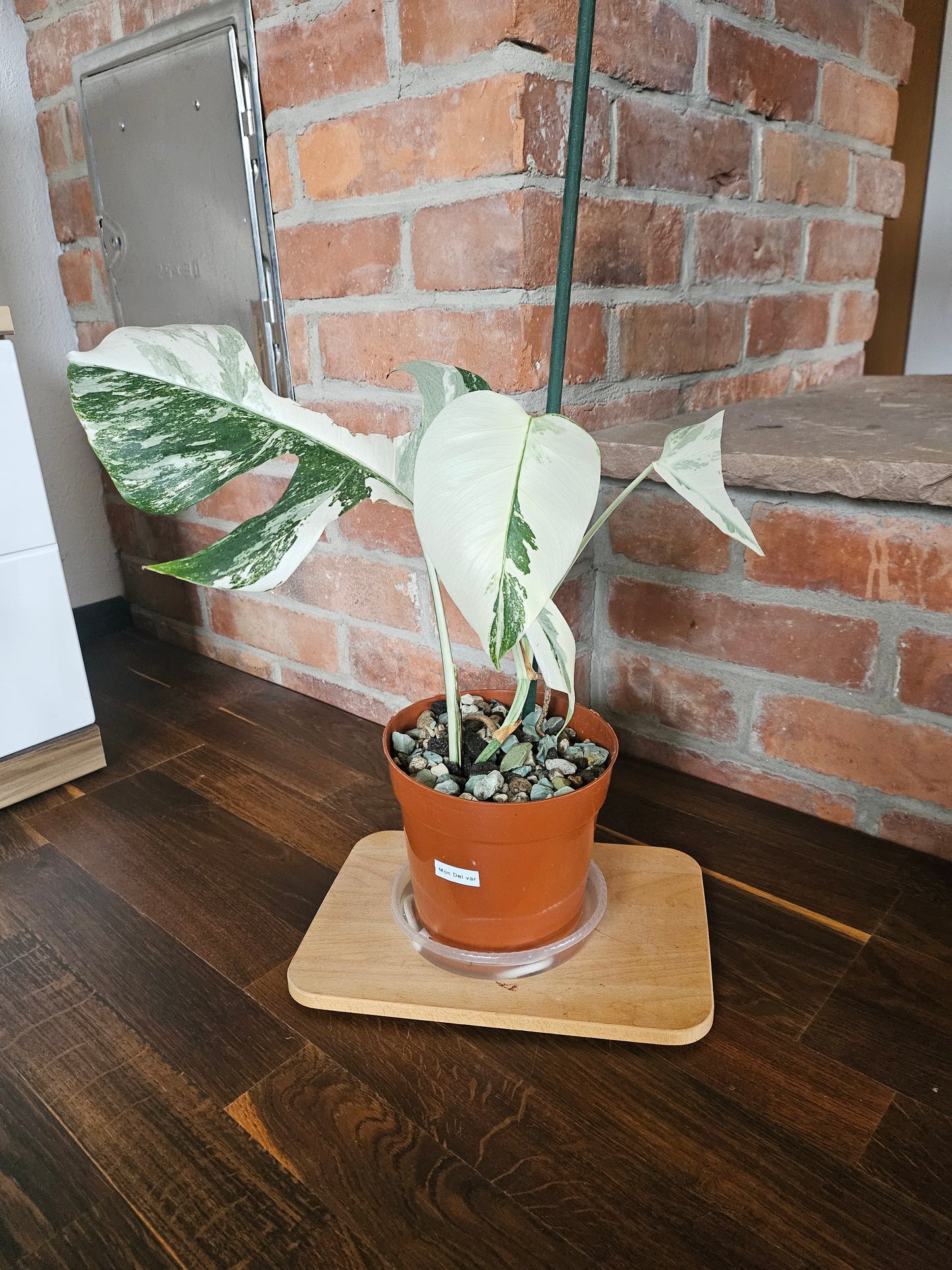Monstera deliciosa variegata super white Pflanze