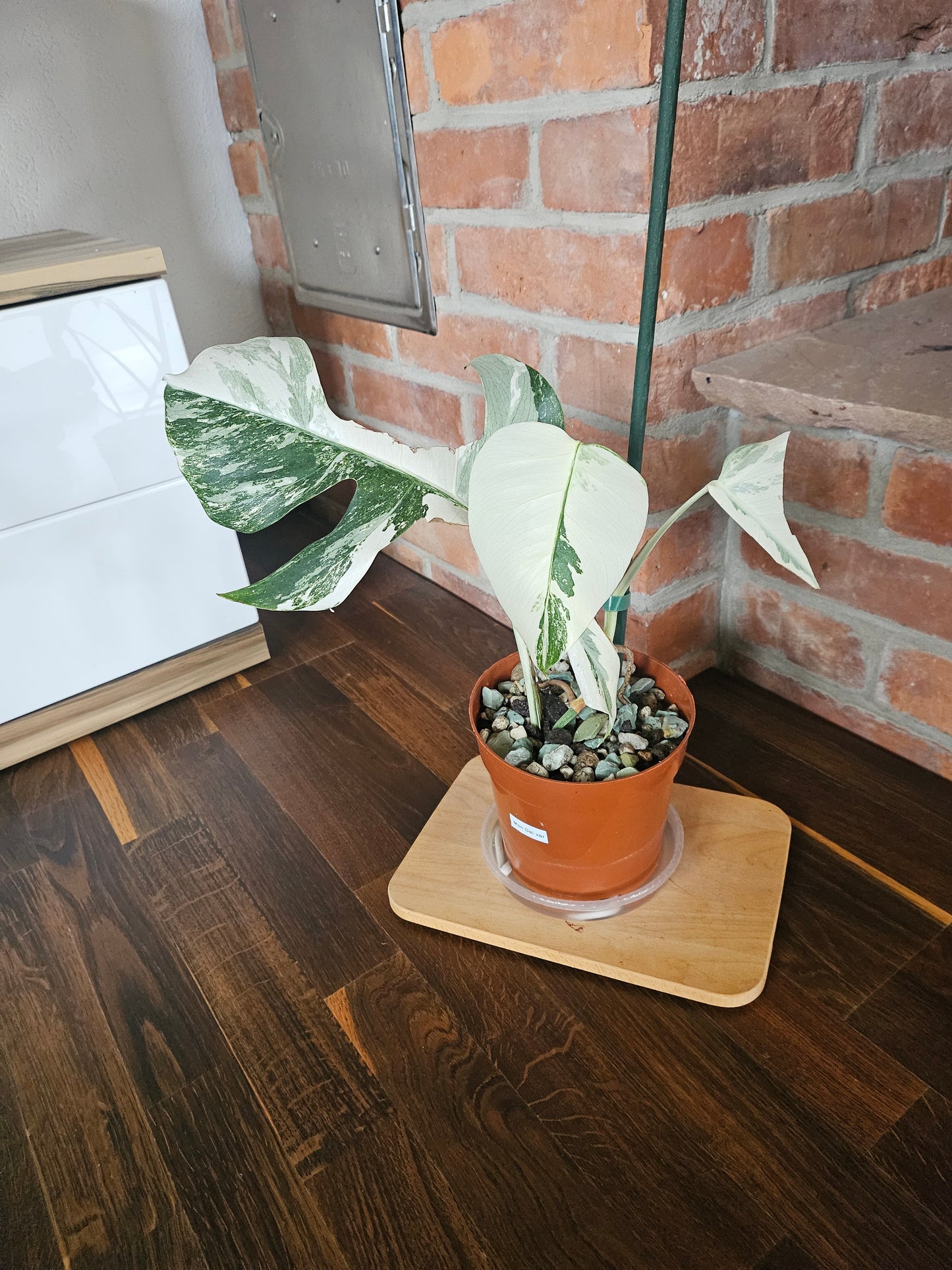 Monstera deliciosa variegata super white Pflanze