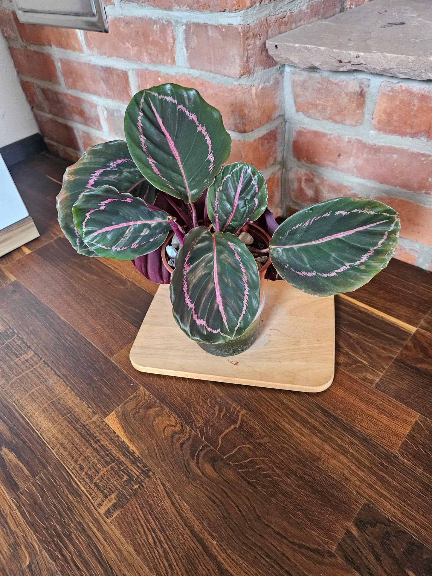 Goeppertia Calathea roseopicta Pflanze