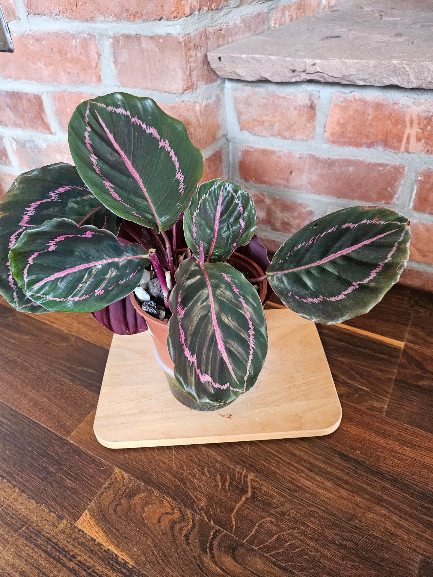 Goeppertia Calathea roseopicta Pflanze