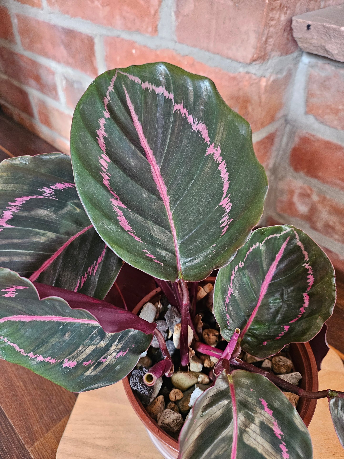 Goeppertia Calathea roseopicta Pflanze