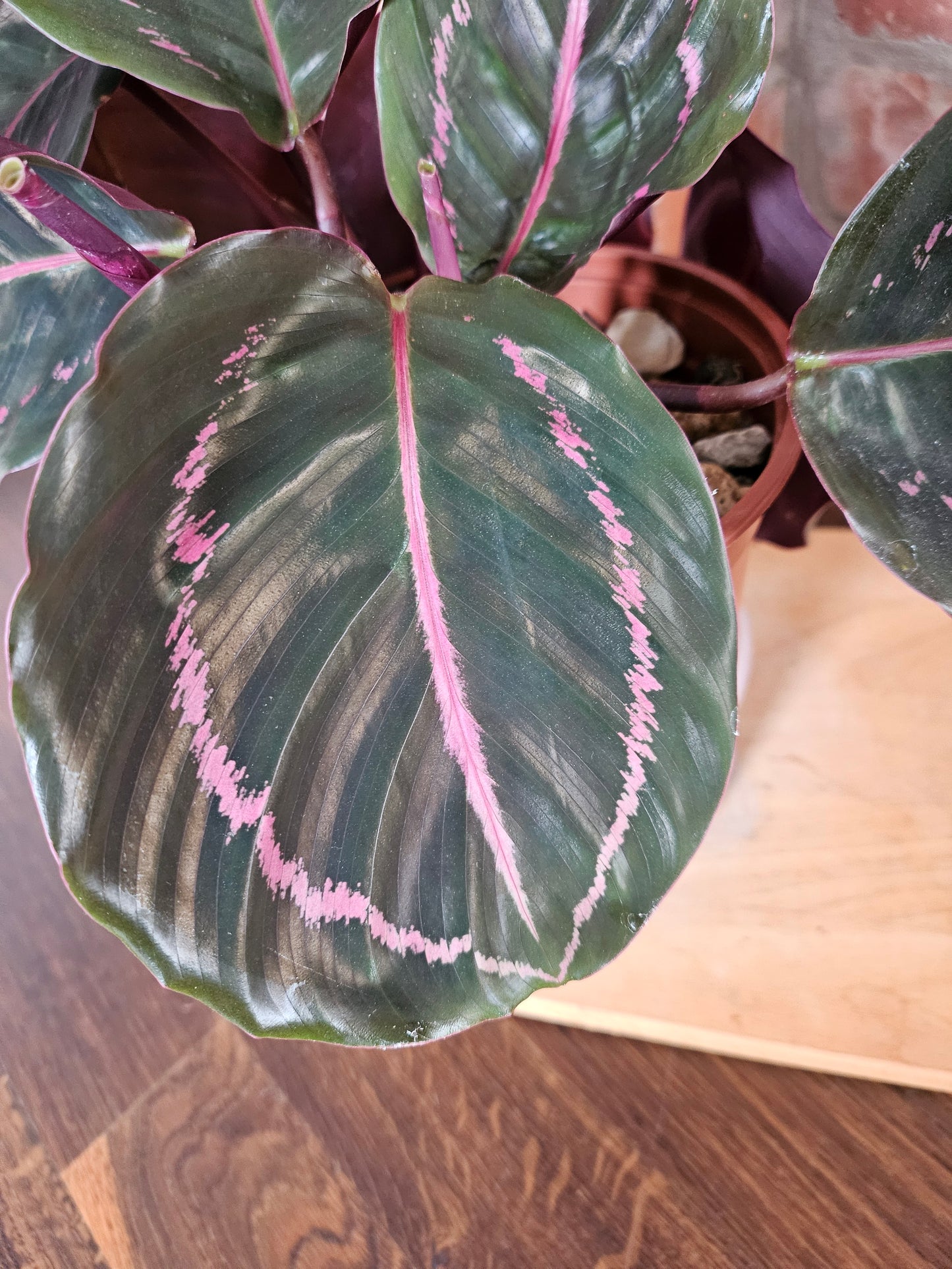 Goeppertia Calathea roseopicta Pflanze