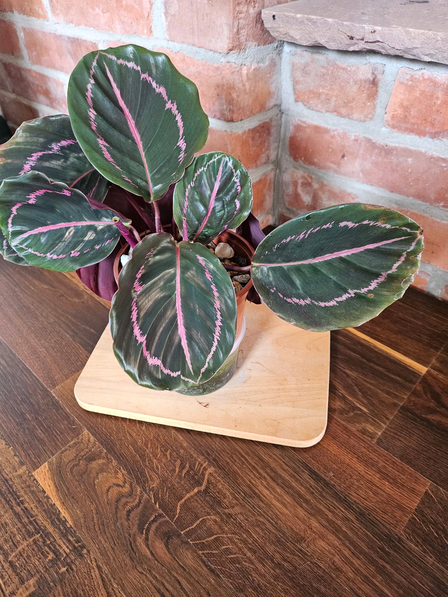 Goeppertia Calathea roseopicta Pflanze