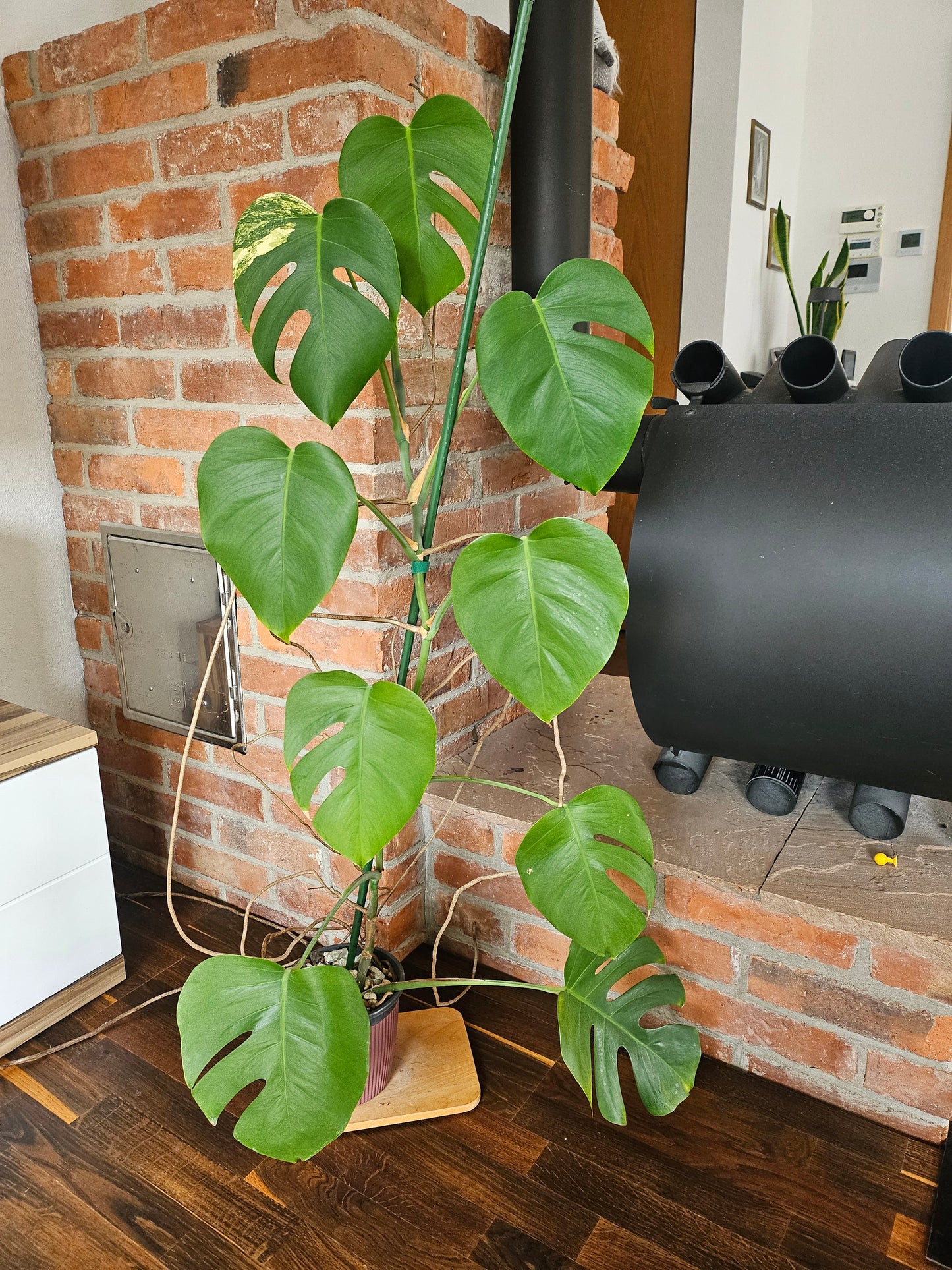Monstera deliciosa aurea Pflanze XXL 120cm