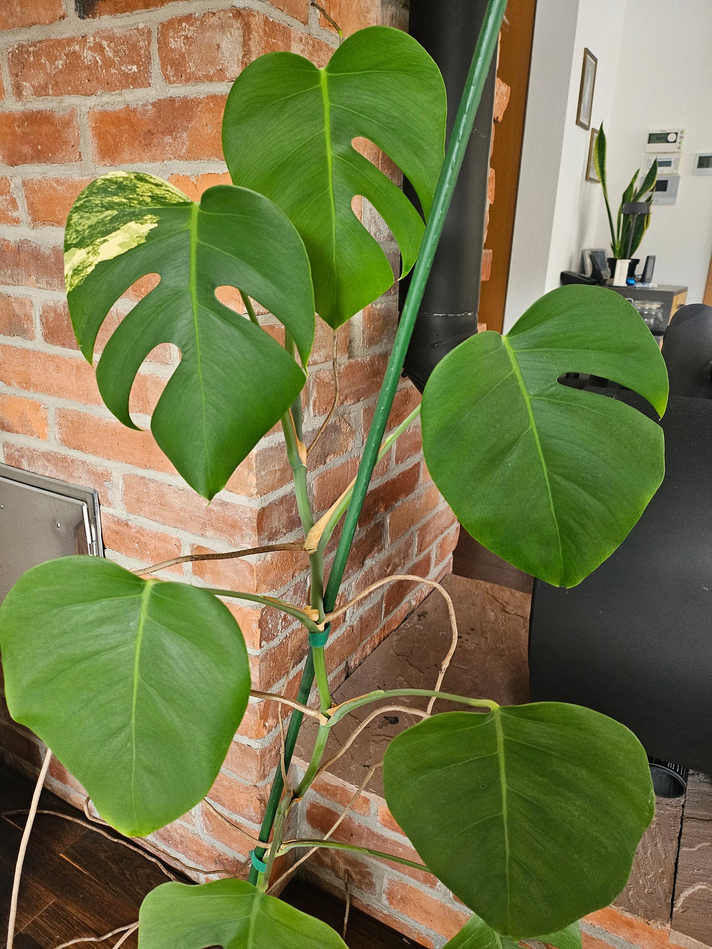 Monstera deliciosa aurea Pflanze XXL 120cm