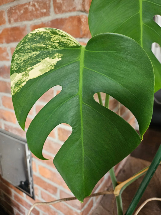 Monstera deliciosa aurea Pflanze XXL 120cm