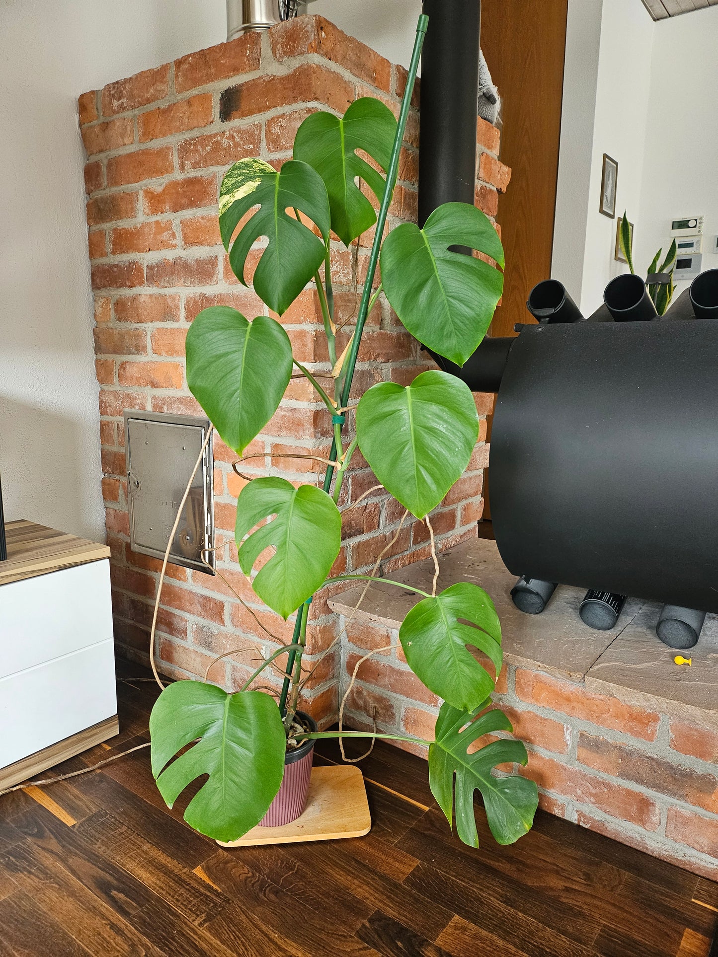 Monstera deliciosa aurea Pflanze XXL 120cm