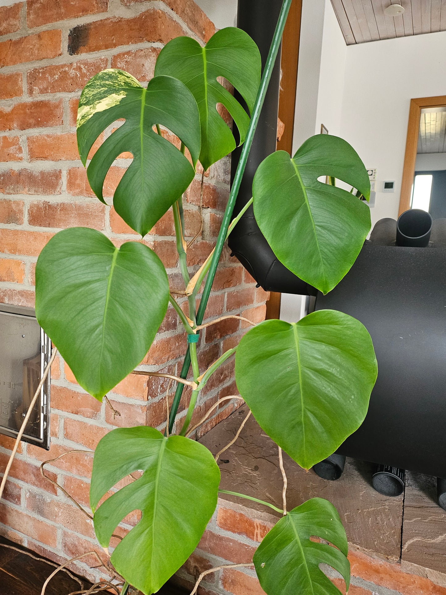 Monstera deliciosa aurea Pflanze XXL 120cm