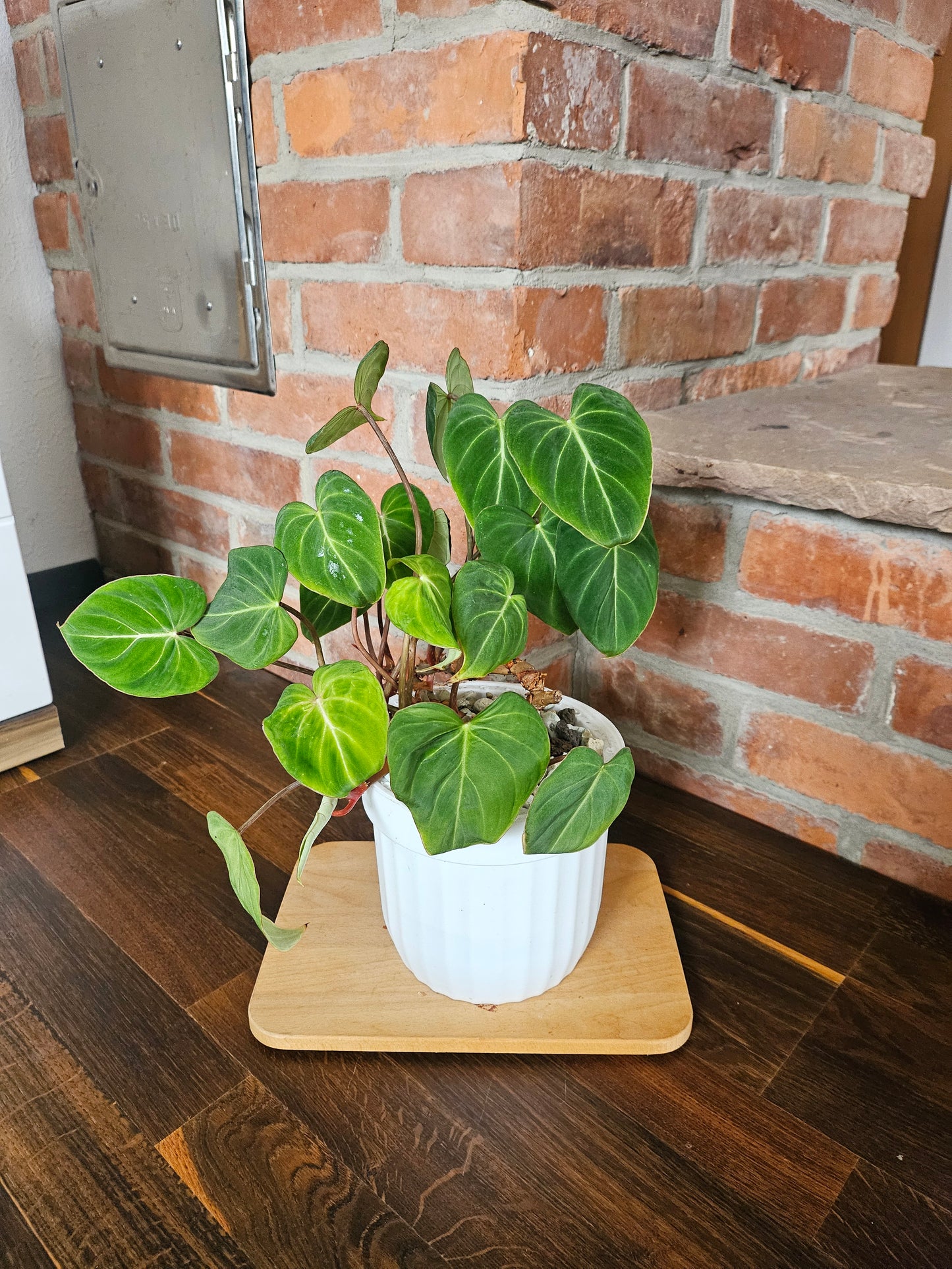 Philodendron Gloriosum Pflanze mehrere Pflanzen im Topf
