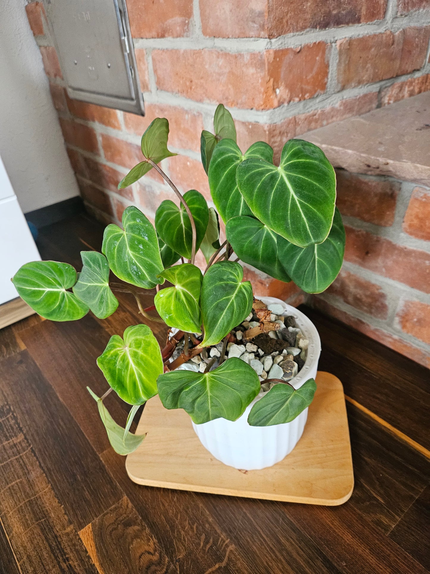 Philodendron Gloriosum Pflanze mehrere Pflanzen im Topf
